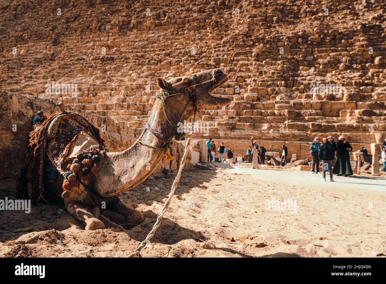 Pyramids Blured Picture Amazing view of a camel kneeling and roaring in the viscinity of the ...