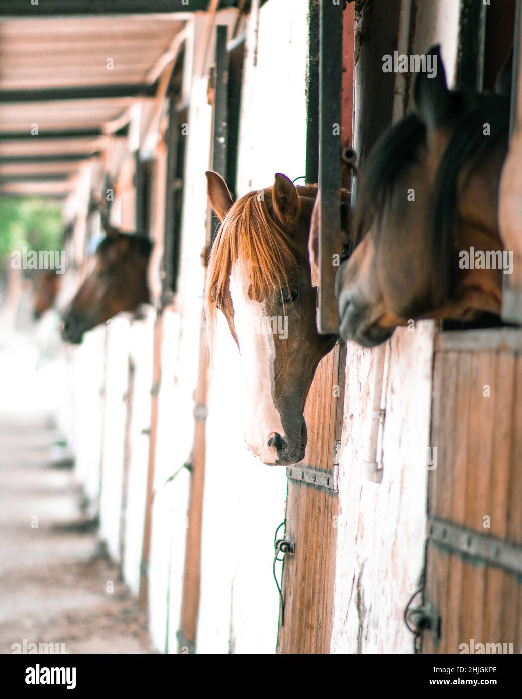Horses inside a stable hi-res stock photography and images - Alamy Horses inside a stable hi-res stock photography and images - Alamy
