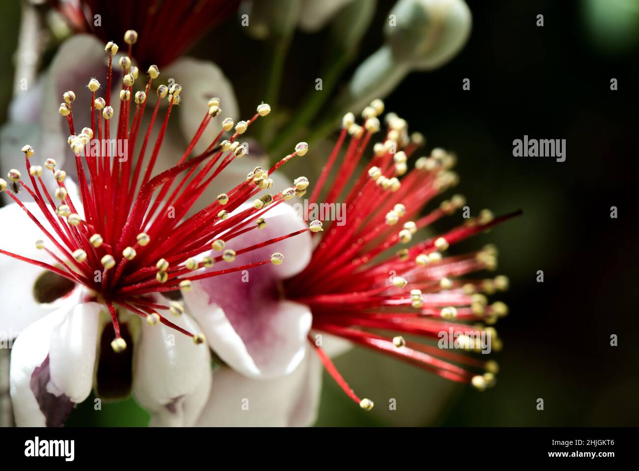 Macro shot detail flower hi-res stock photography and images - Alamy