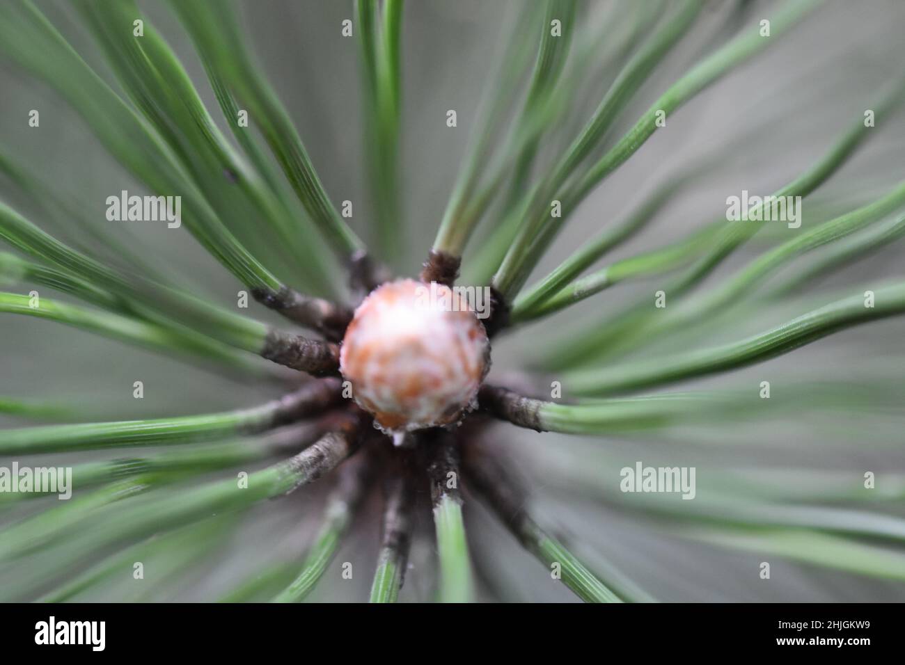 A closeup deatail of the Pinus thunbergii green plant Stock Photo