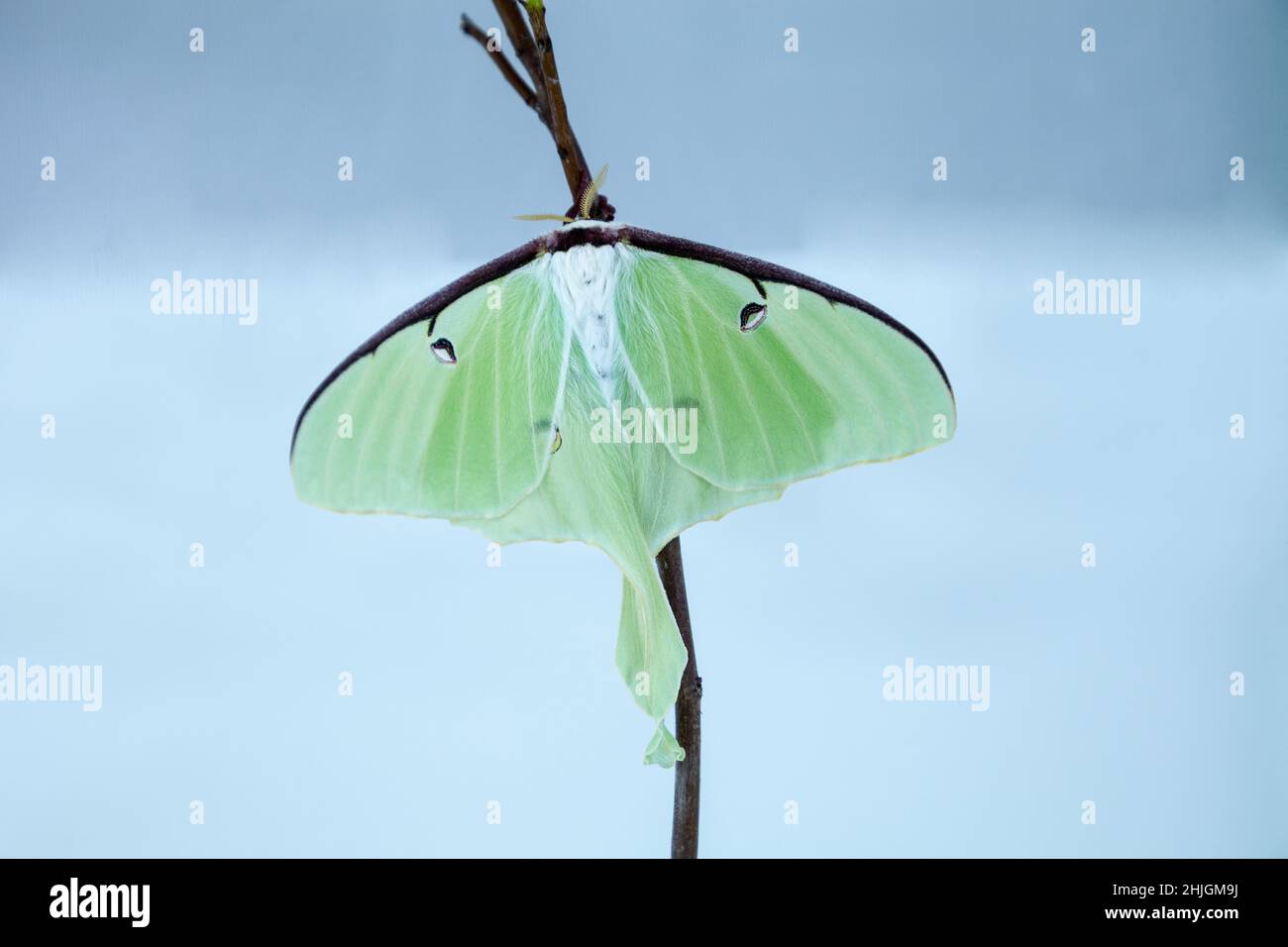 Female bright green luna moth Actias luna in Portland, Maine Stock