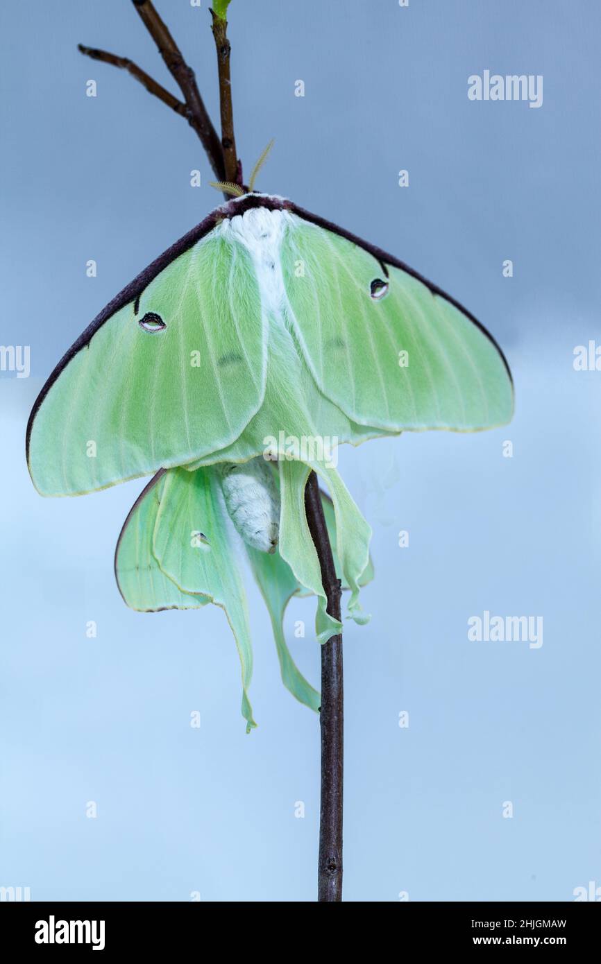 Pair of male and Female bright green luna moth Actias luna in Portland