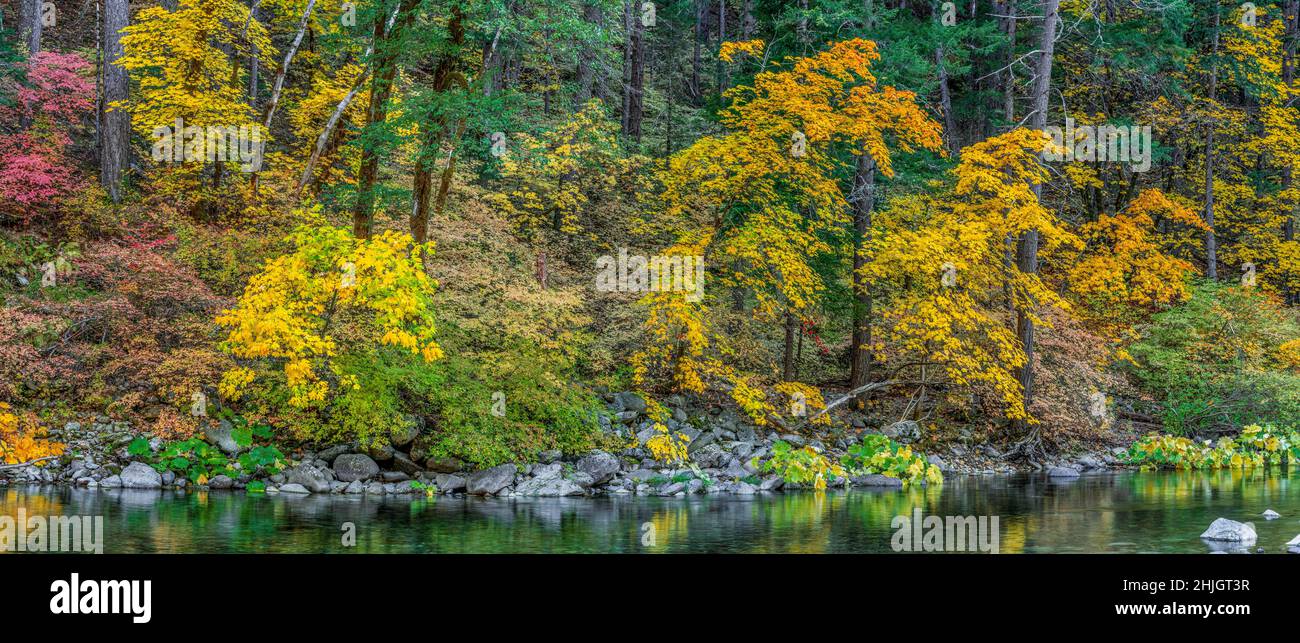 Large Leaf Maple, Dogwood, North Yuba River, Tahoe National Forest, California Stock Photo
