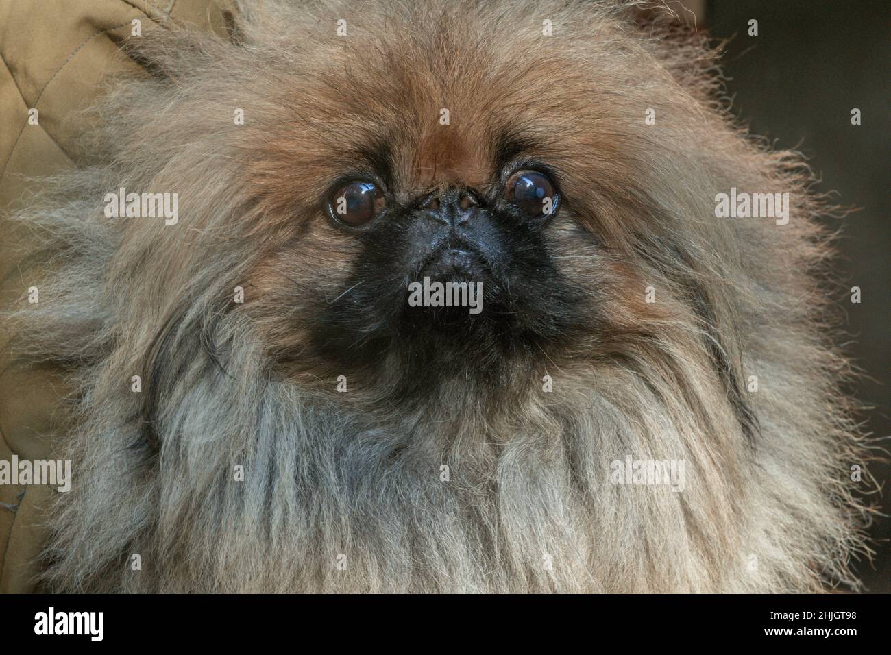 Purebred Pekingese, Cypress Garden, Mill Valley, California Stock Photo