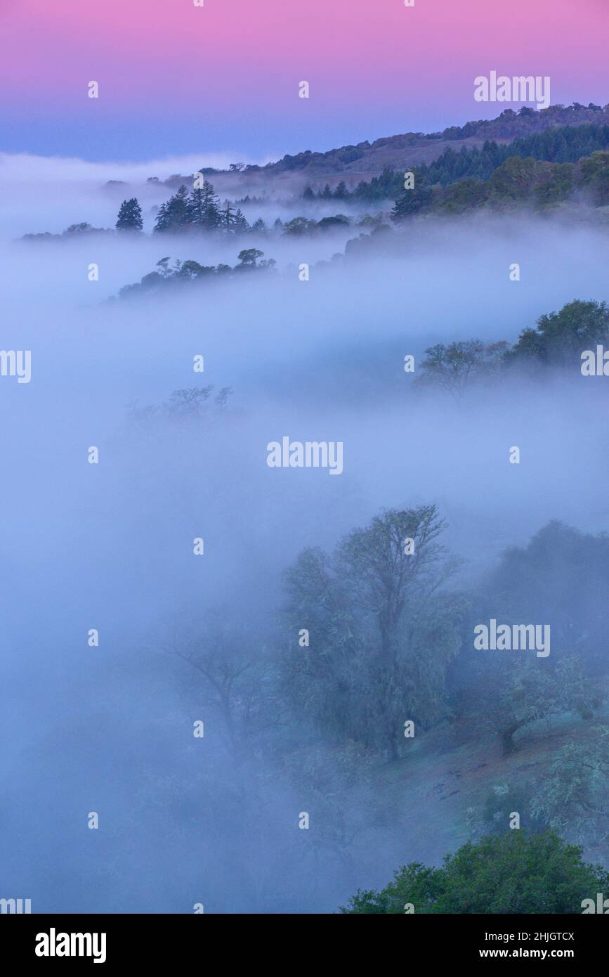 Dusk, Coastal Fog, Valley Oaks, Quercas Lobata, Yorkville Highlands, Mendocino County, California Stock Photo