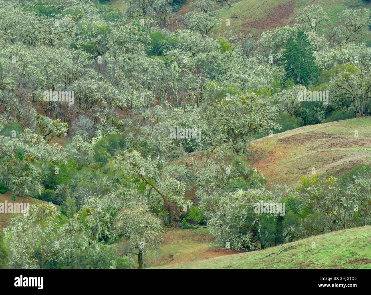 Valley Oaks, Quercus lobata, Yorkville Highlands, Mendocino County, California Stock Photo