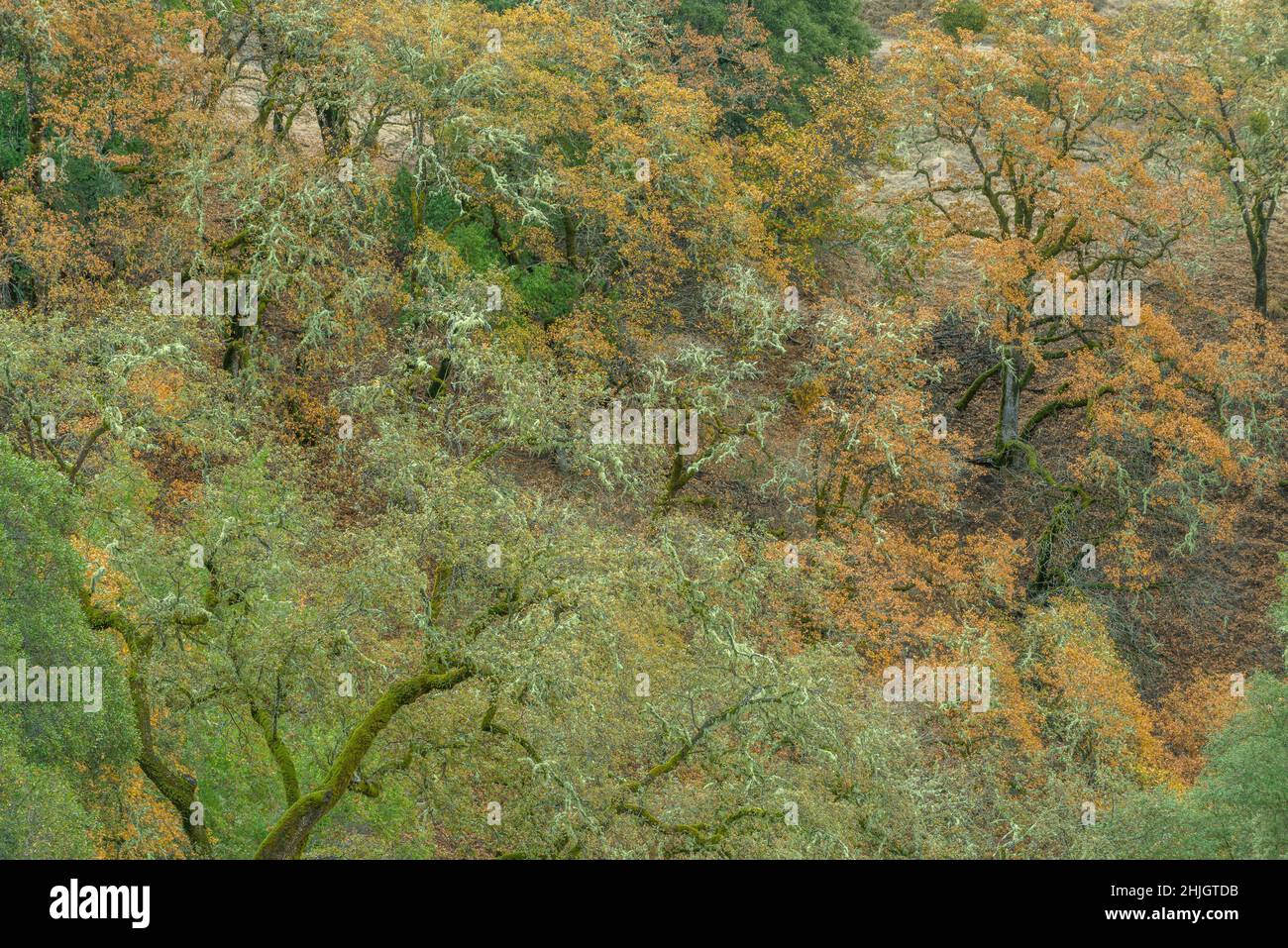Autumn, Valley Oaks, Quercus lobata, Yorkville Highlands, Mendocino County, California Stock Photo