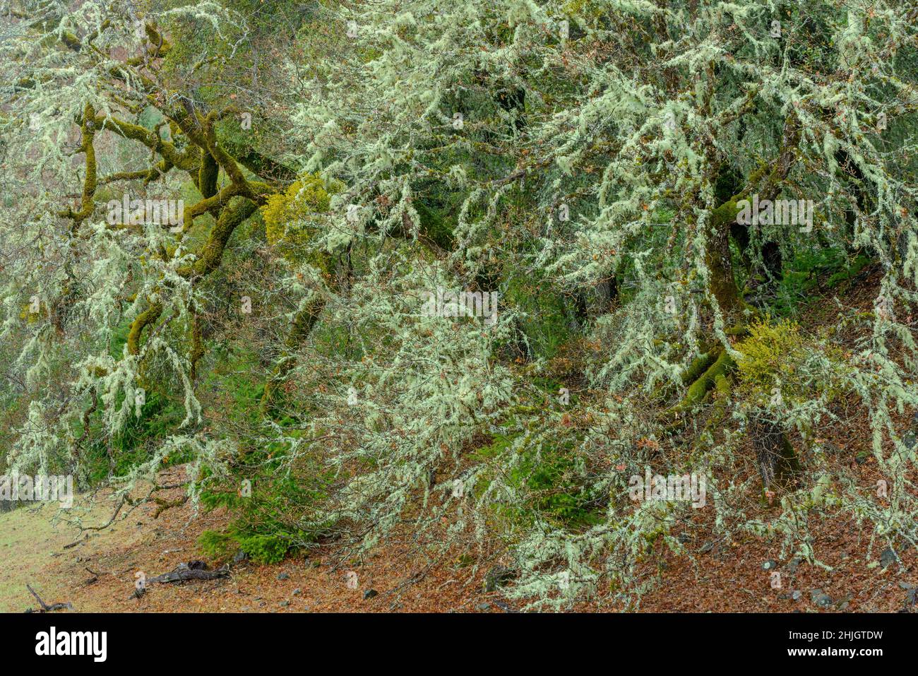 Valley Oaks, Quercus lobata, Yorkville Highlands, Mendocino County, California Stock Photo
