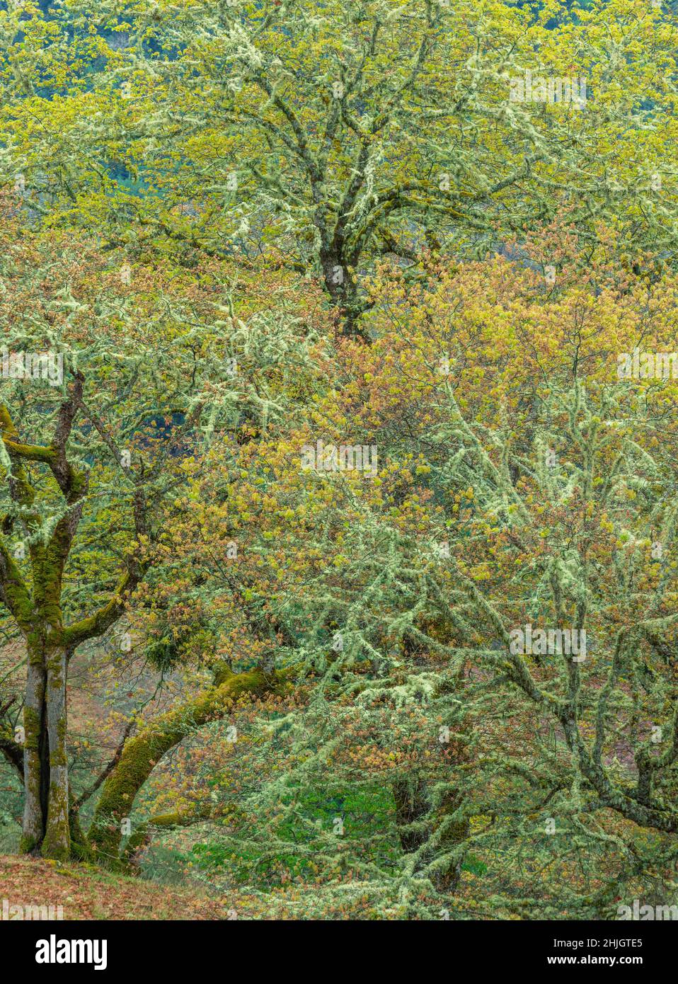 Spring Buds, Valley Oaks, Quercus lobata, Yorkville, Mendocino County, California Stock Photo