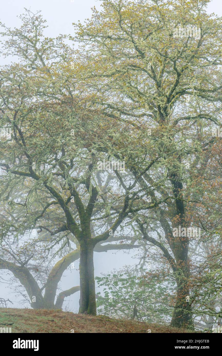 Coastal Fog, Valley Oaks, Quercus lobata, Yorkville Highlands, Mendocino County, California Stock Photo