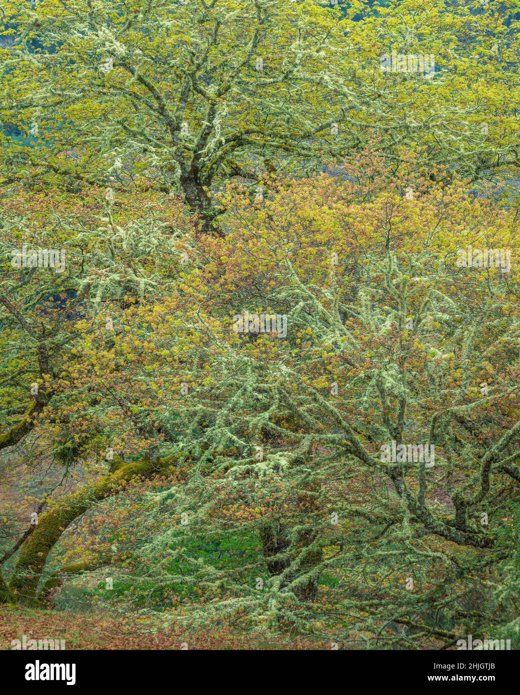 Spring Buds, Valley Oaks, Quercus lobata, Yorkville, Mendocino County, California Stock Photo