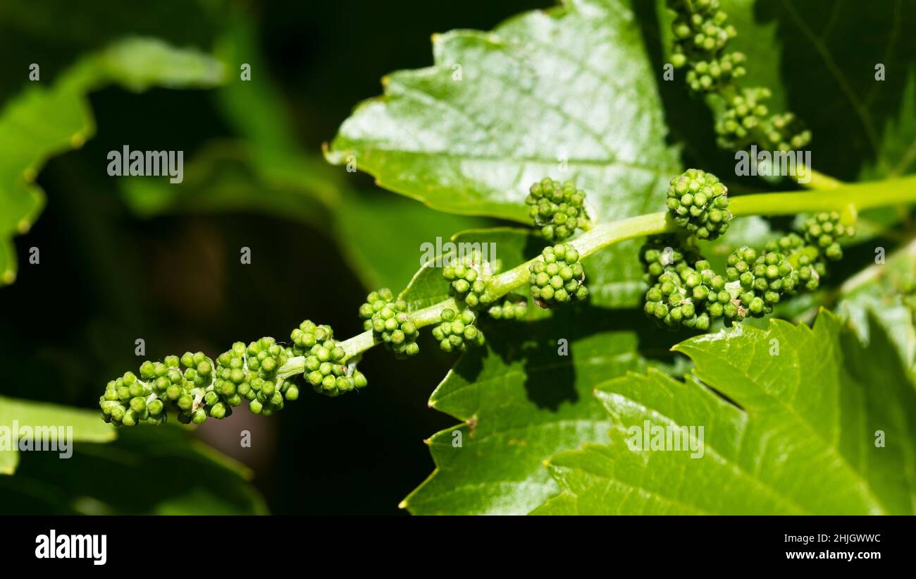 Bunch of grapes in the early stages of development Stock Photo Alamy