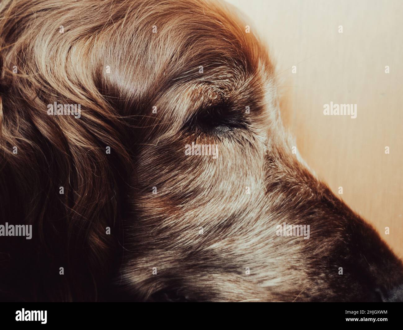 What Age Do Dogs Get White Hair