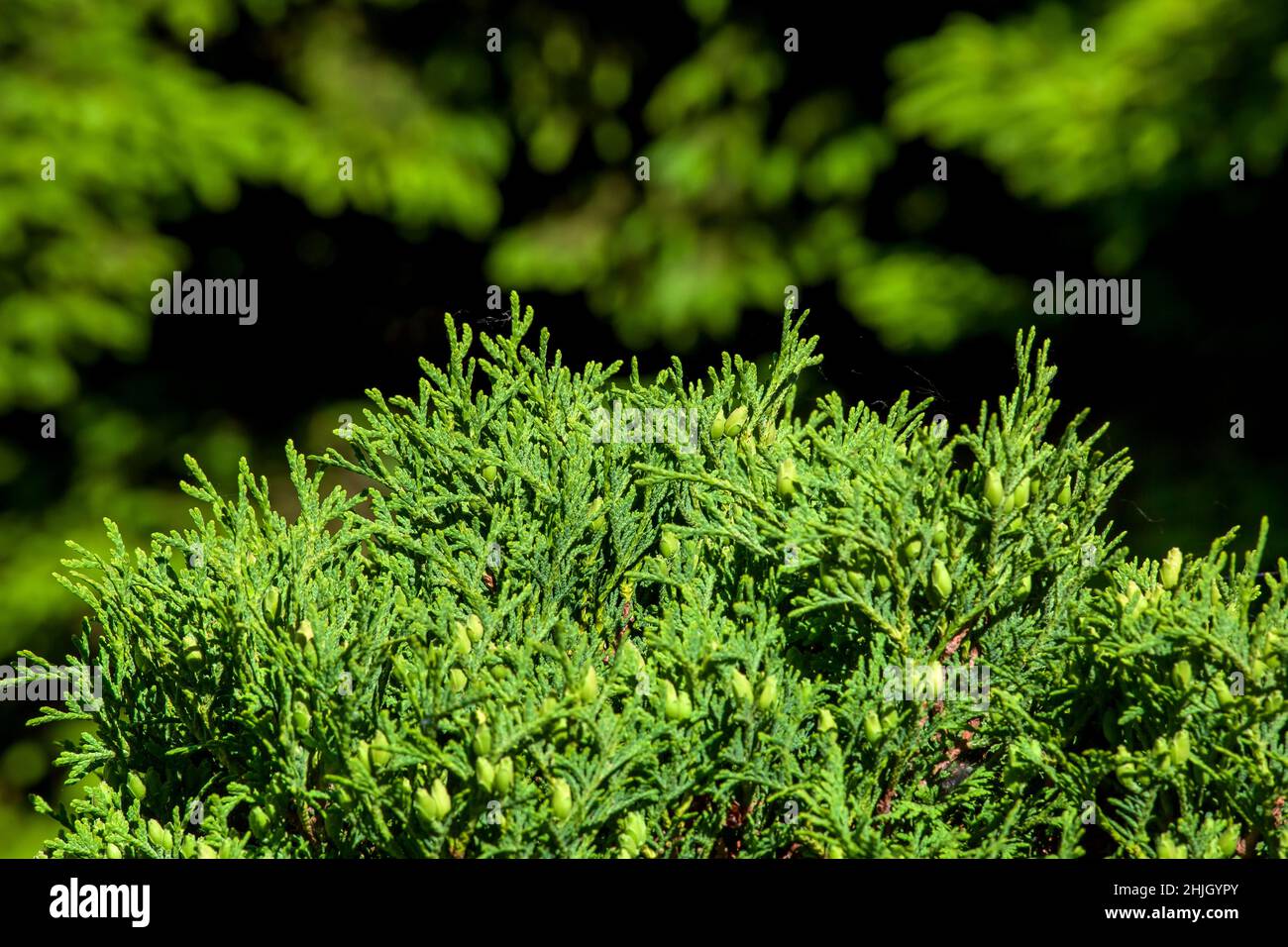 Beautiful green evergreen leaves of Thuja trees on green background. Thuja occidentalis is coniferous tree garden plant botanical background lit by su Stock Photo