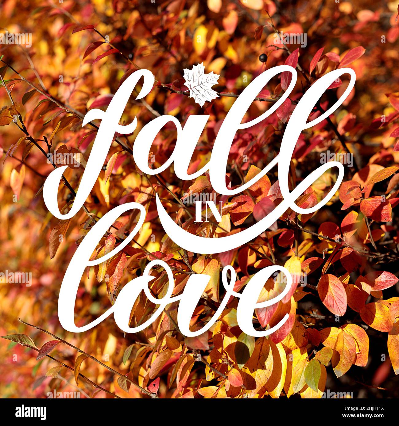 Love Fall Lettering Fall in Love calligraphy hand lettering on blurred picture with ...