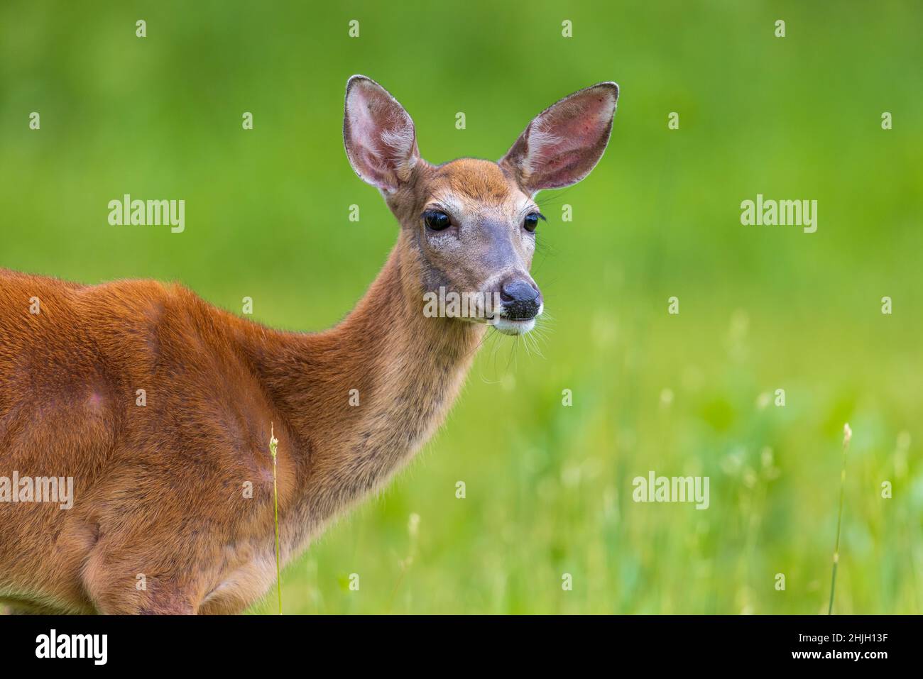Female white tailed deer hi-res stock photography and images - Alamy