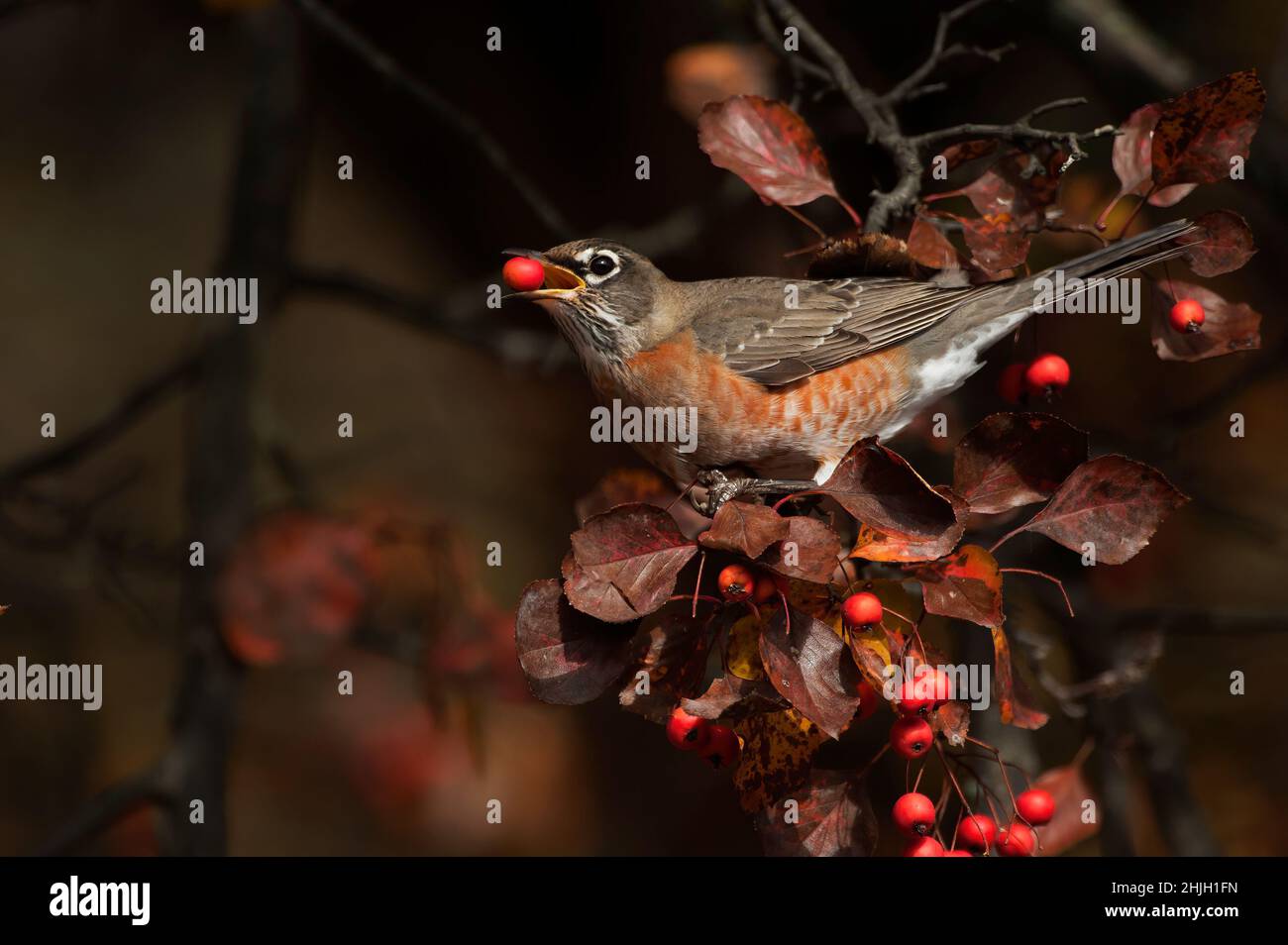 American robin feeding on crab apples in autumn Stock Photo