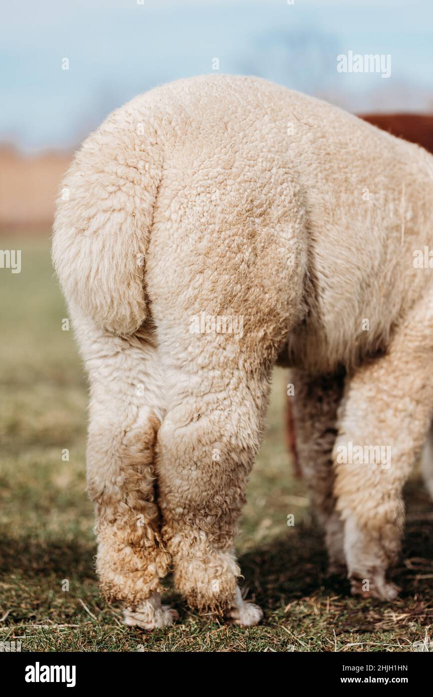 Closeup of a furry tail of a white alpaca Stock Photo - Alamy