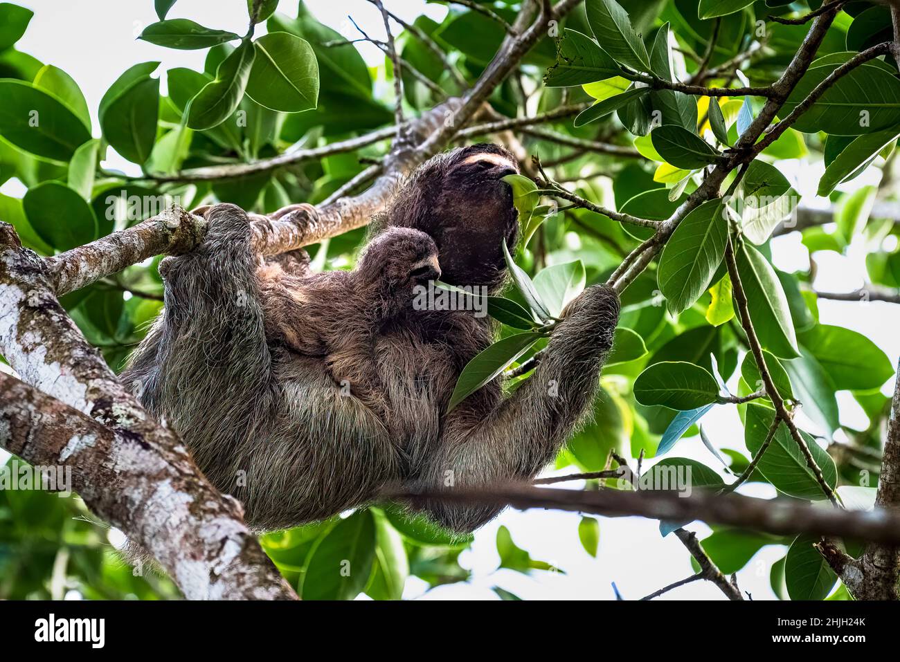 3 Toed sloth with baby both eating from the same tree in the rainforest of Panama Stock Photo