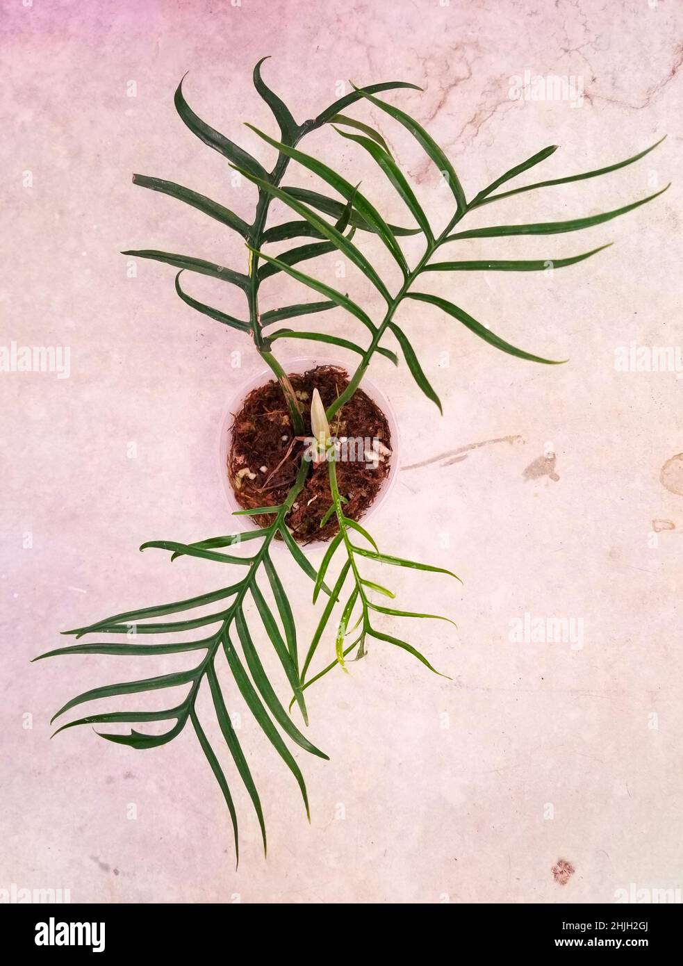 stromanthe plant Stromanthe Triostar