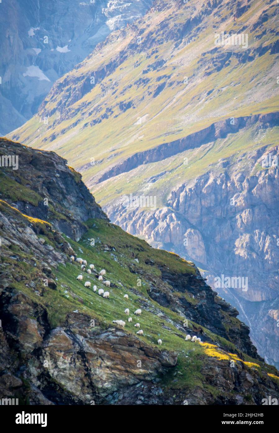 Sheep grazing on grassy hillside of steep mountain with a cliff edge at ...