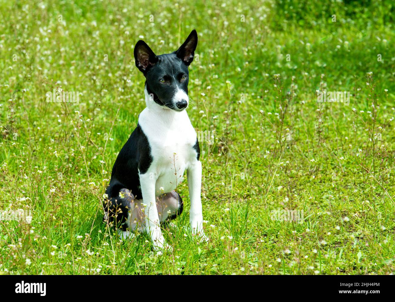 Black basenji hi-res stock photography and images - Alamy