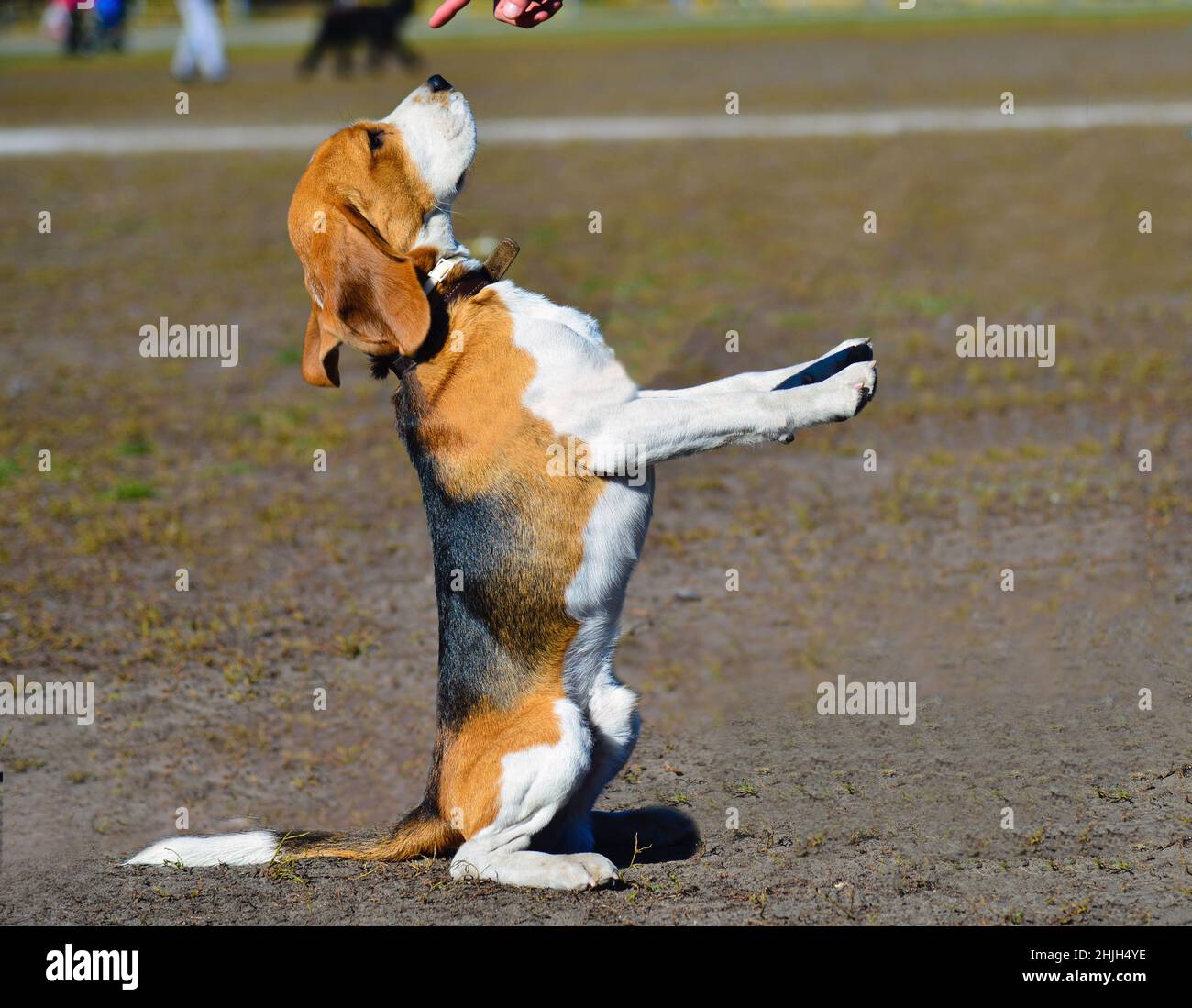 The dutiful Bigle. The Beagle stands in the park Stock Photo - Alamy