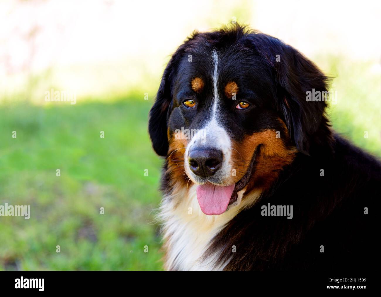 Bernese Mountain Dog portrait. The Bernese Mountain Dog is in the city park. Stock Photo