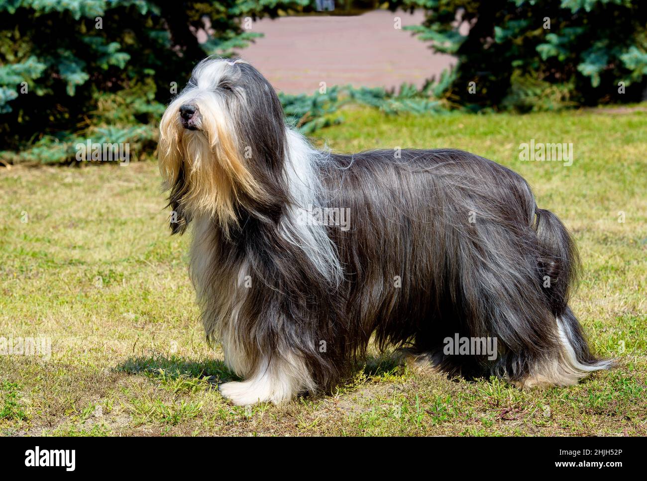 Bobtail and Bearded Collies, Old English Shepherd Dog Stock Photo - Alamy