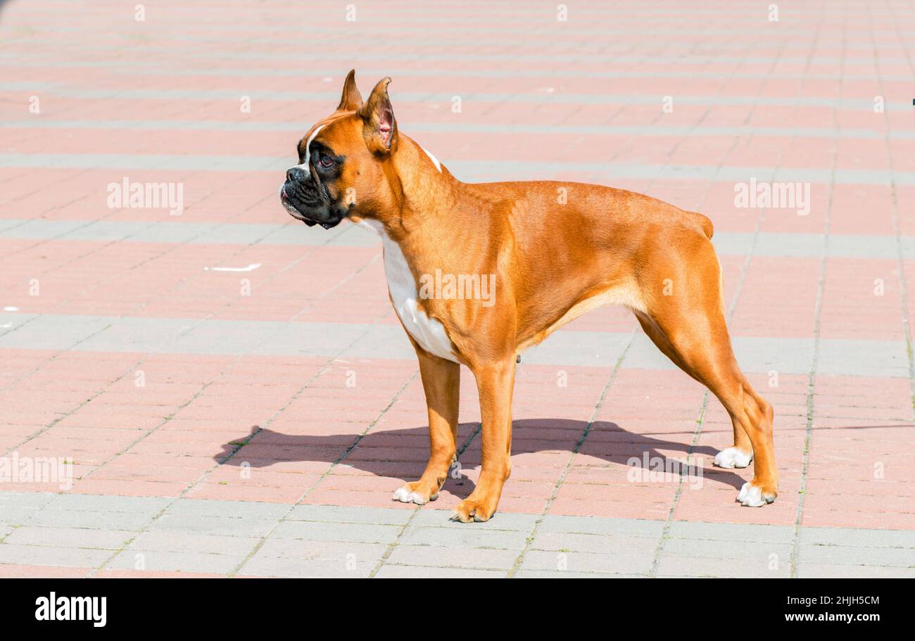 Boxer dog stands. The Boxer dog is in the park. Stock Photo
