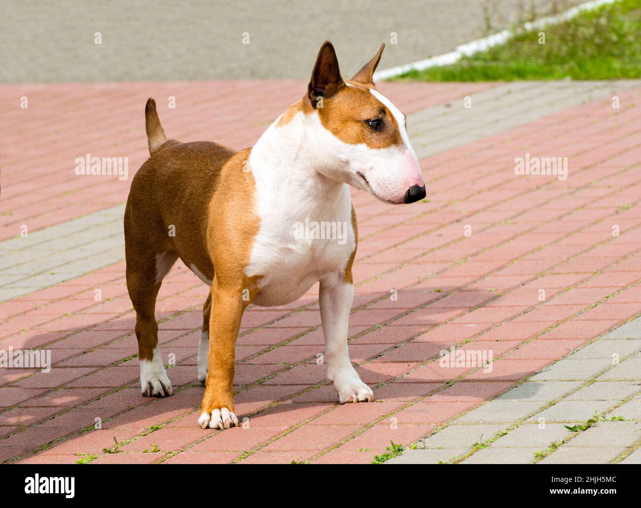 Red and white bull cheap terrier