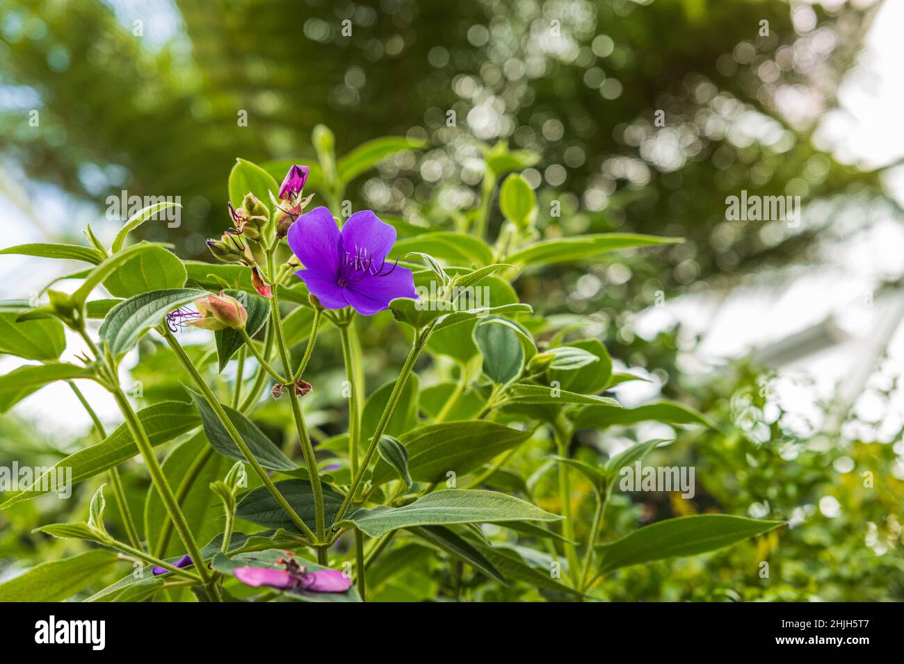 Beautiful view of tropical flowers Tibouchina urvilleana family Melastomataceae native to Brazil. Stock Photo