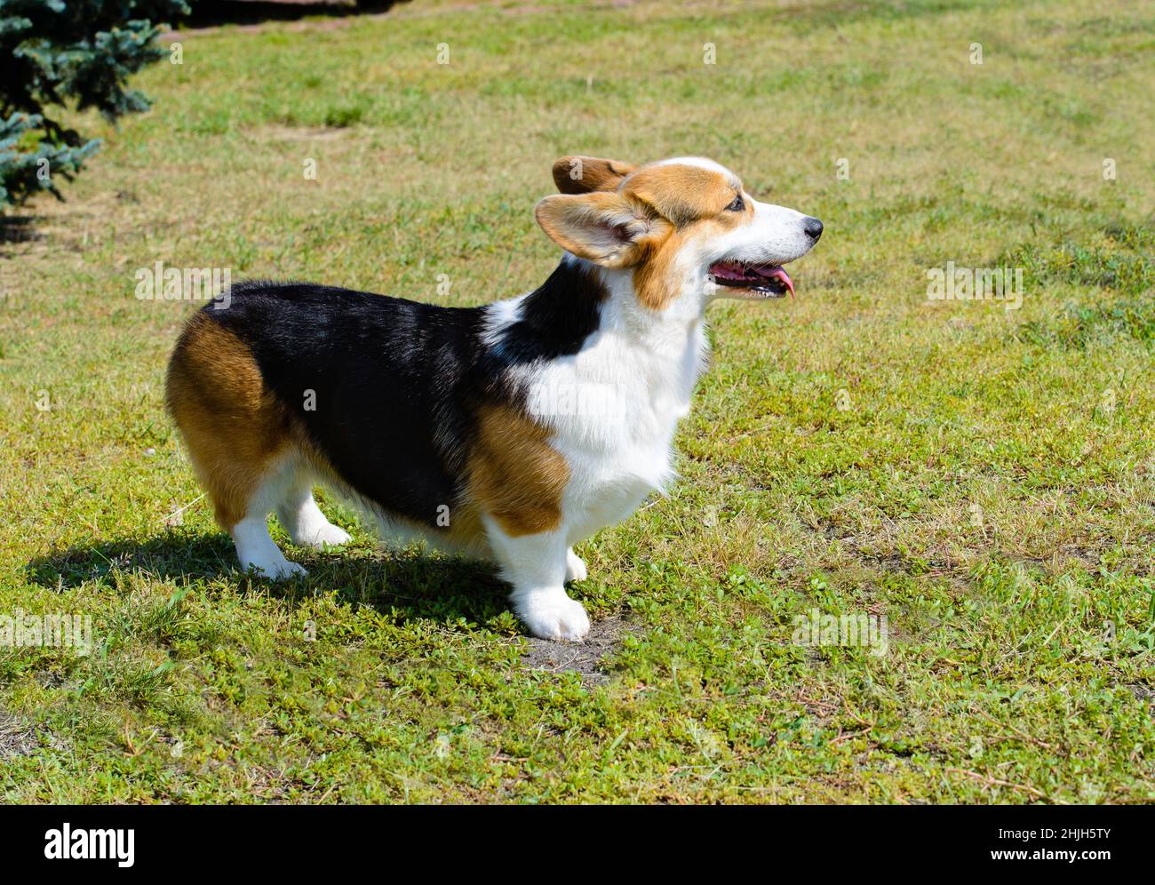 Herding cardigan welsh corgi hi-res stock photography and images - Alamy