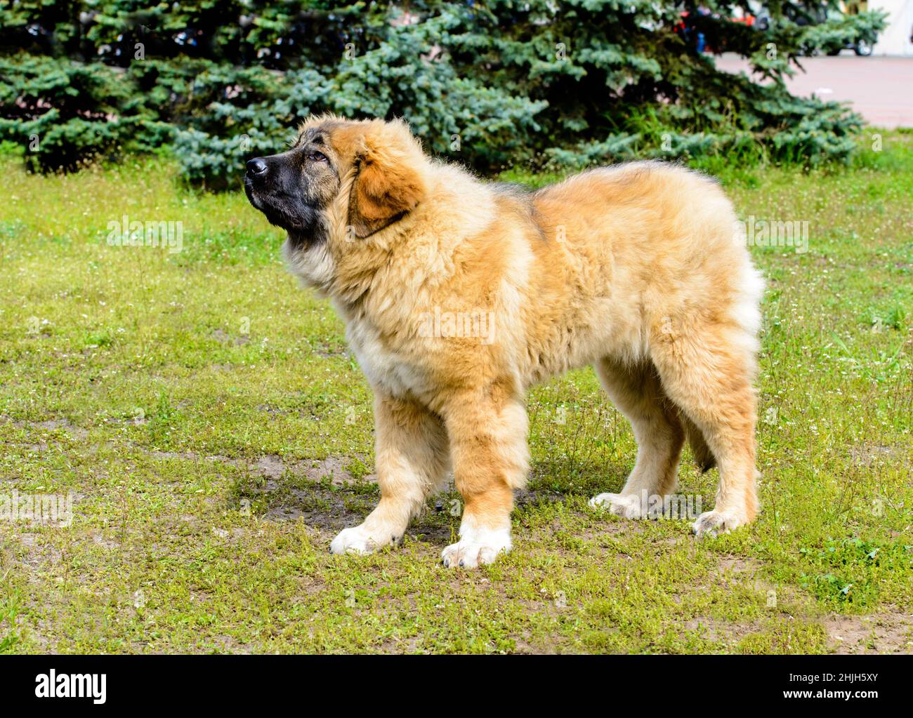 Caucasian Shepherd Dog puppy looks. The Caucasian Shepherd Dog puppy stands in the park. Stock Photo