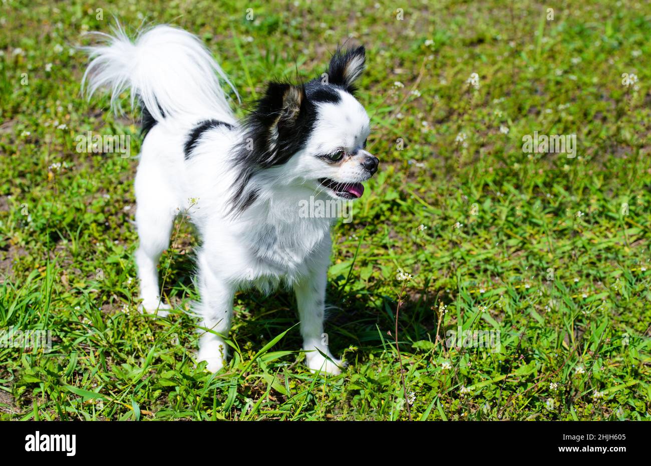 Chihuahua Long Coat.  The Chihuahua Long Coat stands on the grass. Stock Photo