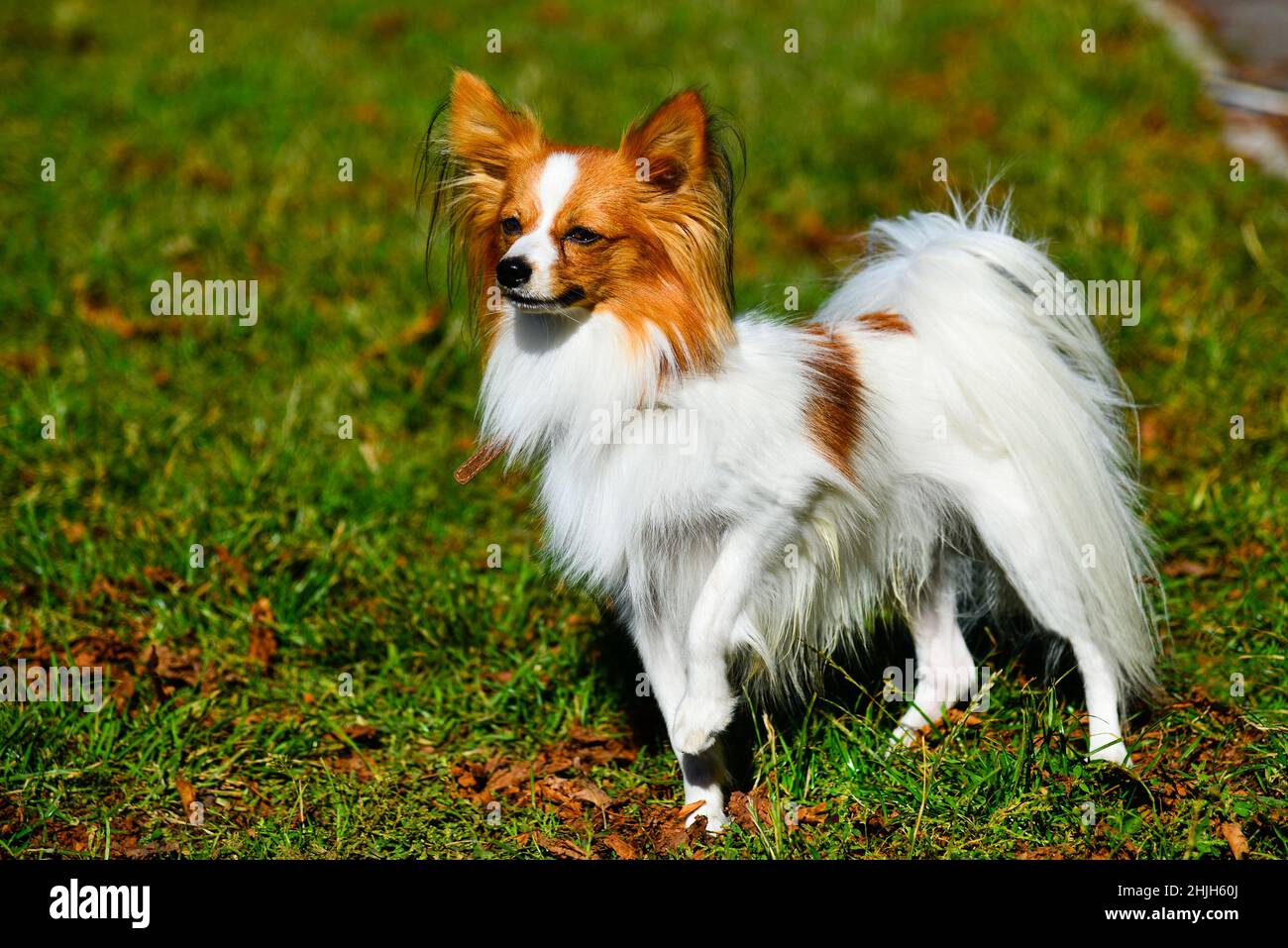 Chihuahua.  The Chihuahua Long Coat stands on the grass. Stock Photo