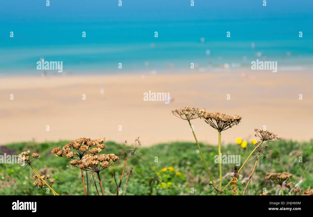 Detailed close-up of small plants on the grass covered clifftop, overlooking the golden sands and calm blue sea of the Atlantic ocean,on a hot sunny d Stock Photo