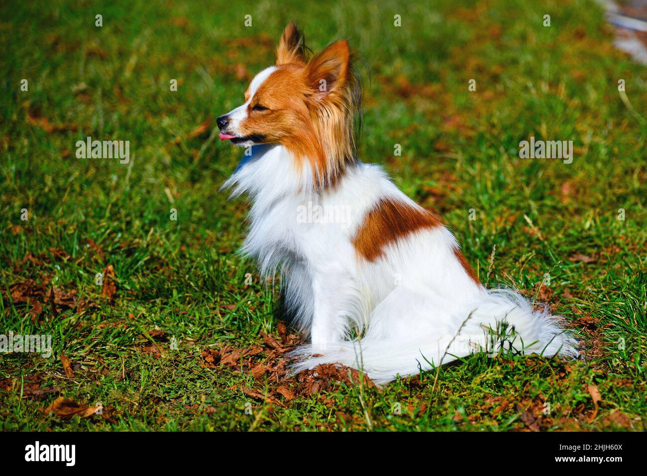 1.	Funny chihuahua.  Funny chihuahua walks outside. Stock Photo