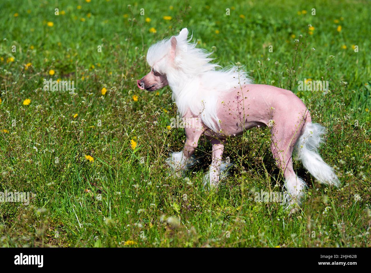 Chinese crested dog in park.     The Chinese crested dog walks on the grass of the park. Stock Photo