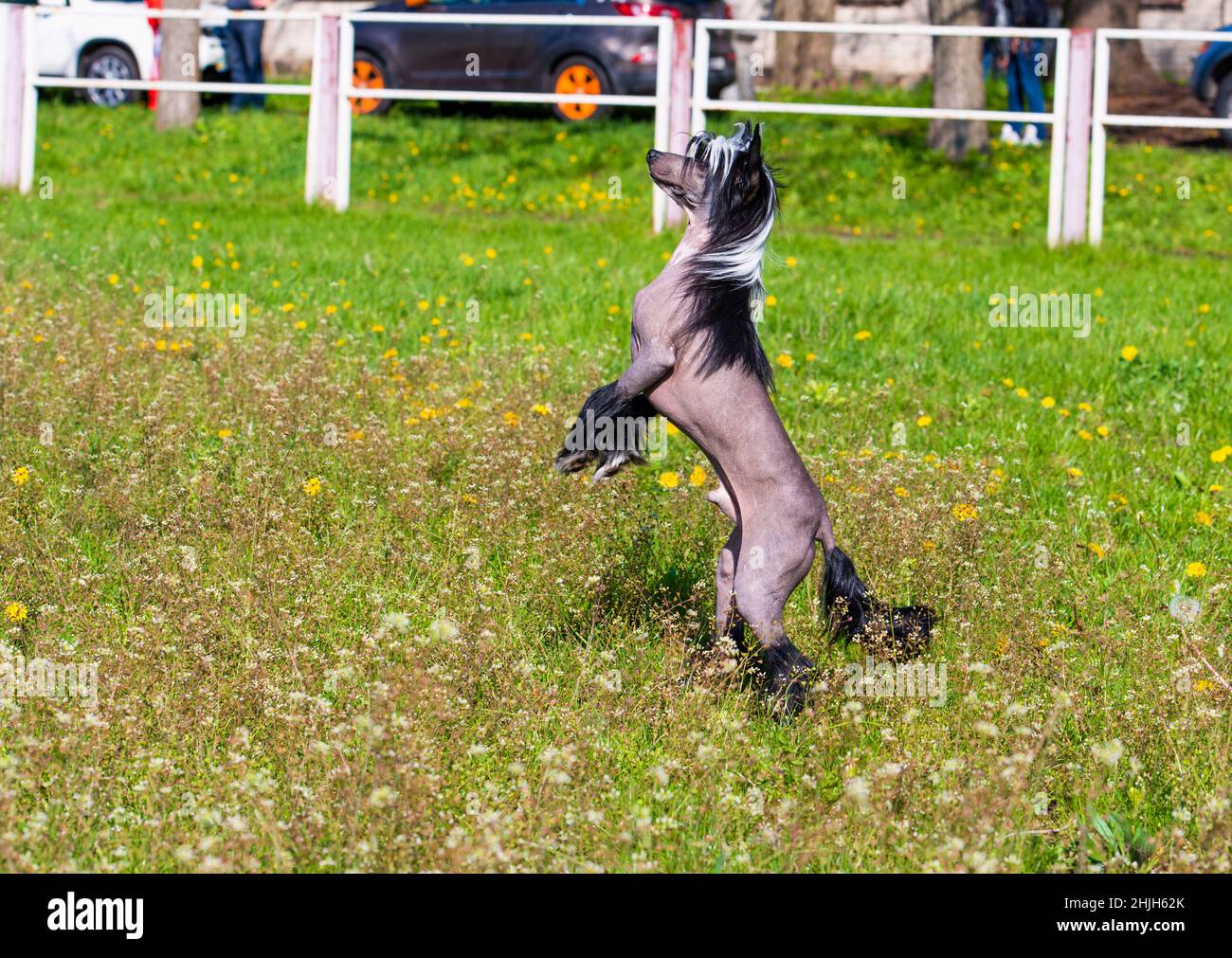Chinese crested dog upright.    The Chinese crested dog walks on the grass of the park. Stock Photo