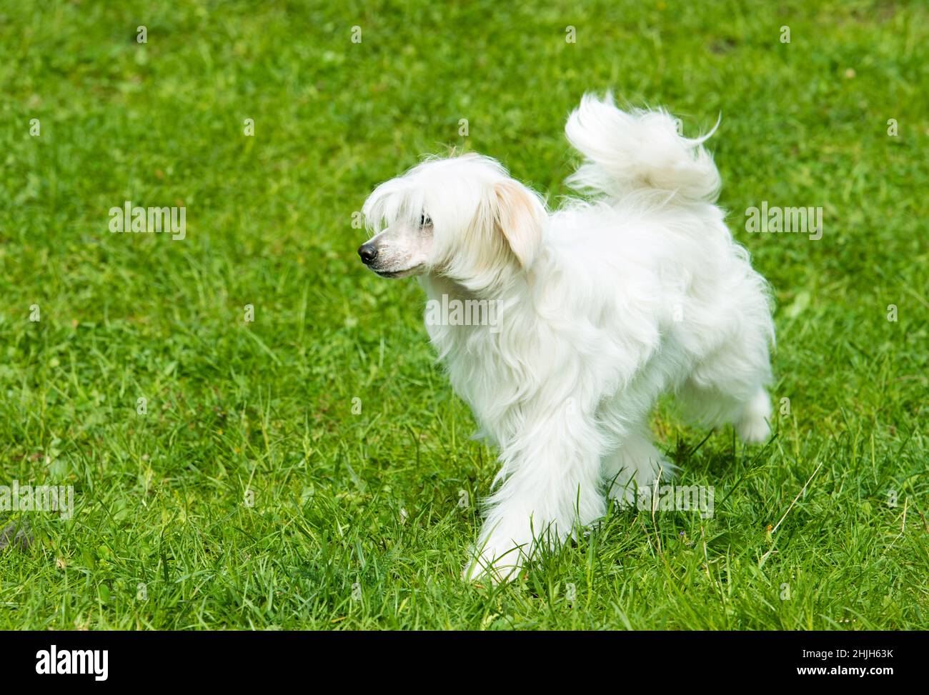 Powderpuff Chinese Crested plays. The Powderpuff Chinese Crested is on the grass. Stock Photo