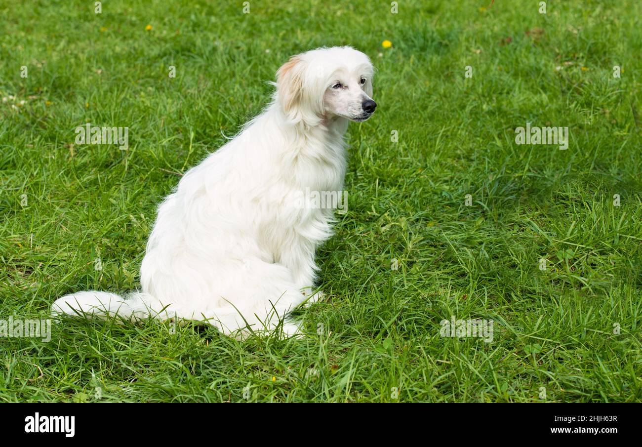 Powderpuff Chinese Crested seats. The Powderpuff Chinese Crested is on the grass. Stock Photo