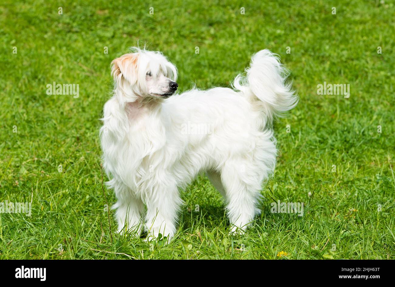 Chinese crested powder puff hires stock photography and images Alamy