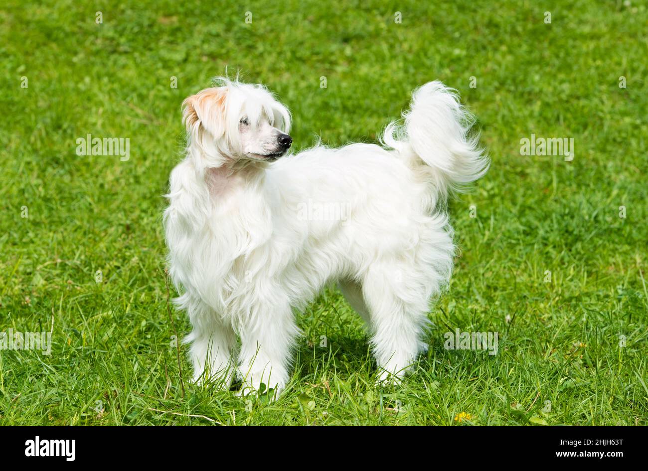 Powderpuff Chinese Crested stands. The Powderpuff Chinese Crested is on the grass. Stock Photo