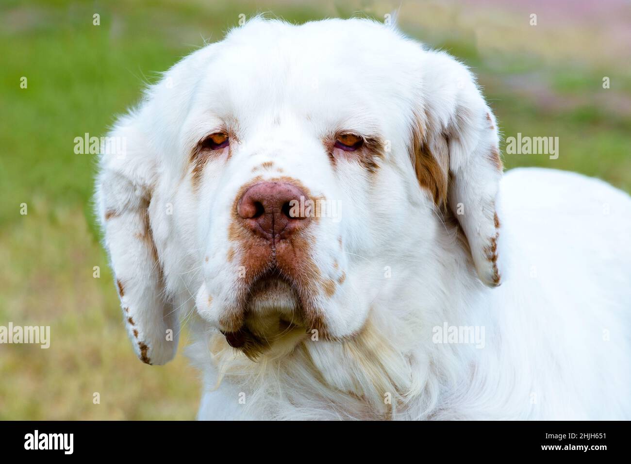 Clumber Spaniel full face portrait. The Clumber Spaniel stands on the grass in the park. Stock Photo