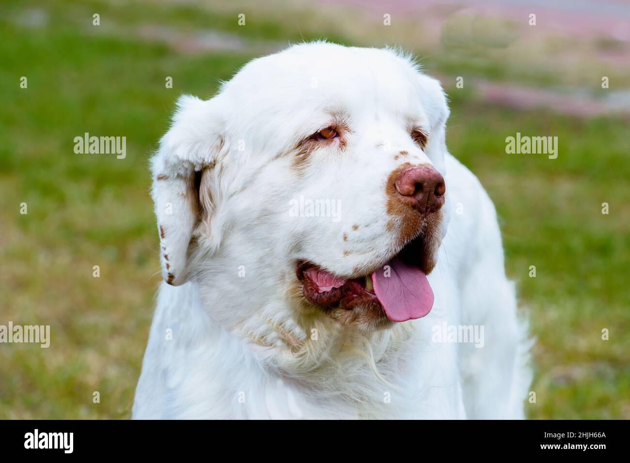 Clumber Spaniel portrait. The Clumber Spaniel stands on the grass in the park. Stock Photo