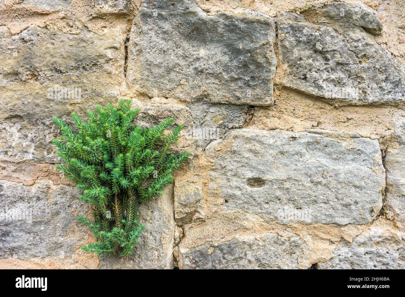 Closeup shot of wild green weeds growing on a stone wall Stock Photo ...