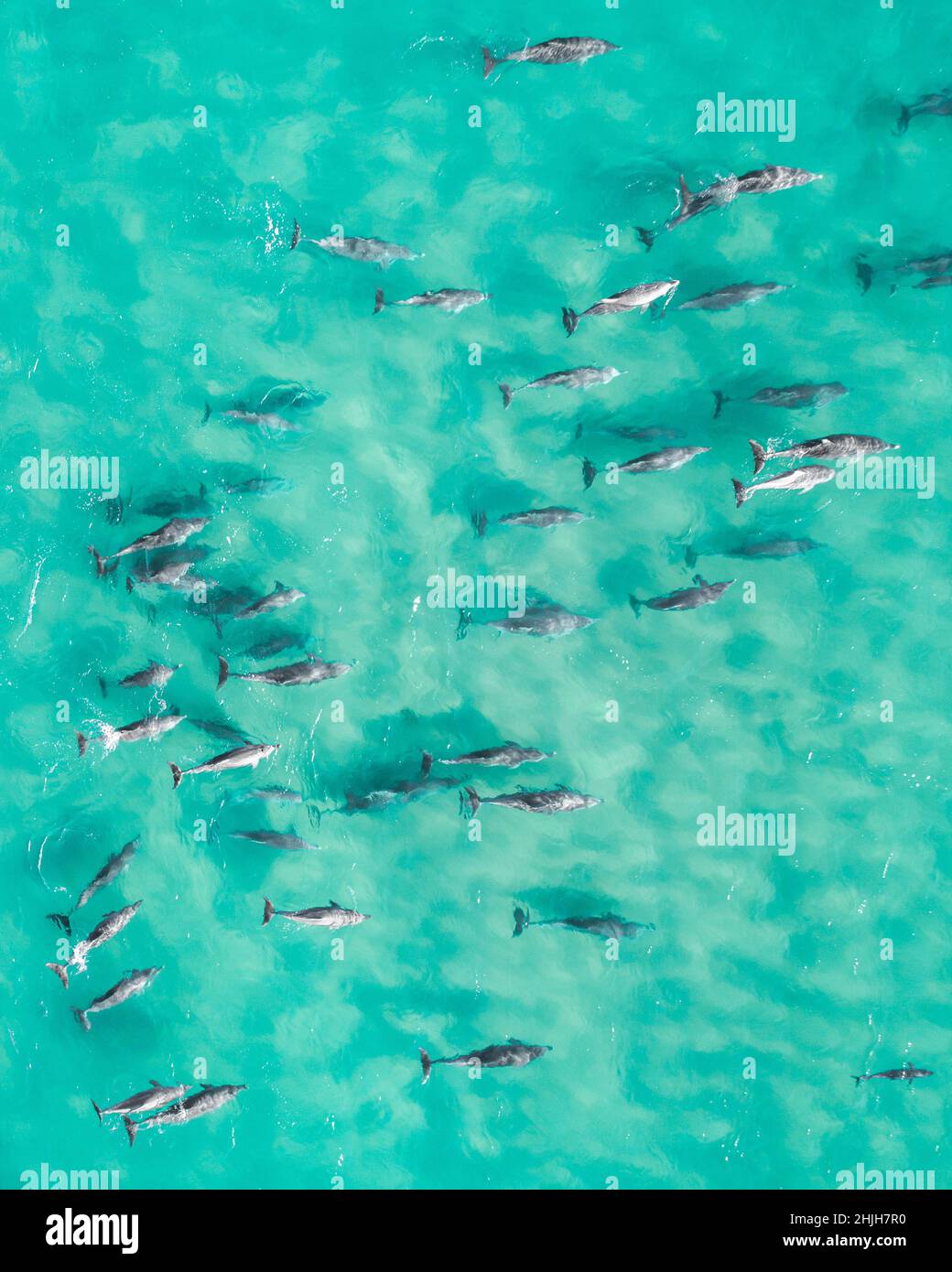Aerial view of dolphin from above in a stunning blue pristine water. Stock Photo