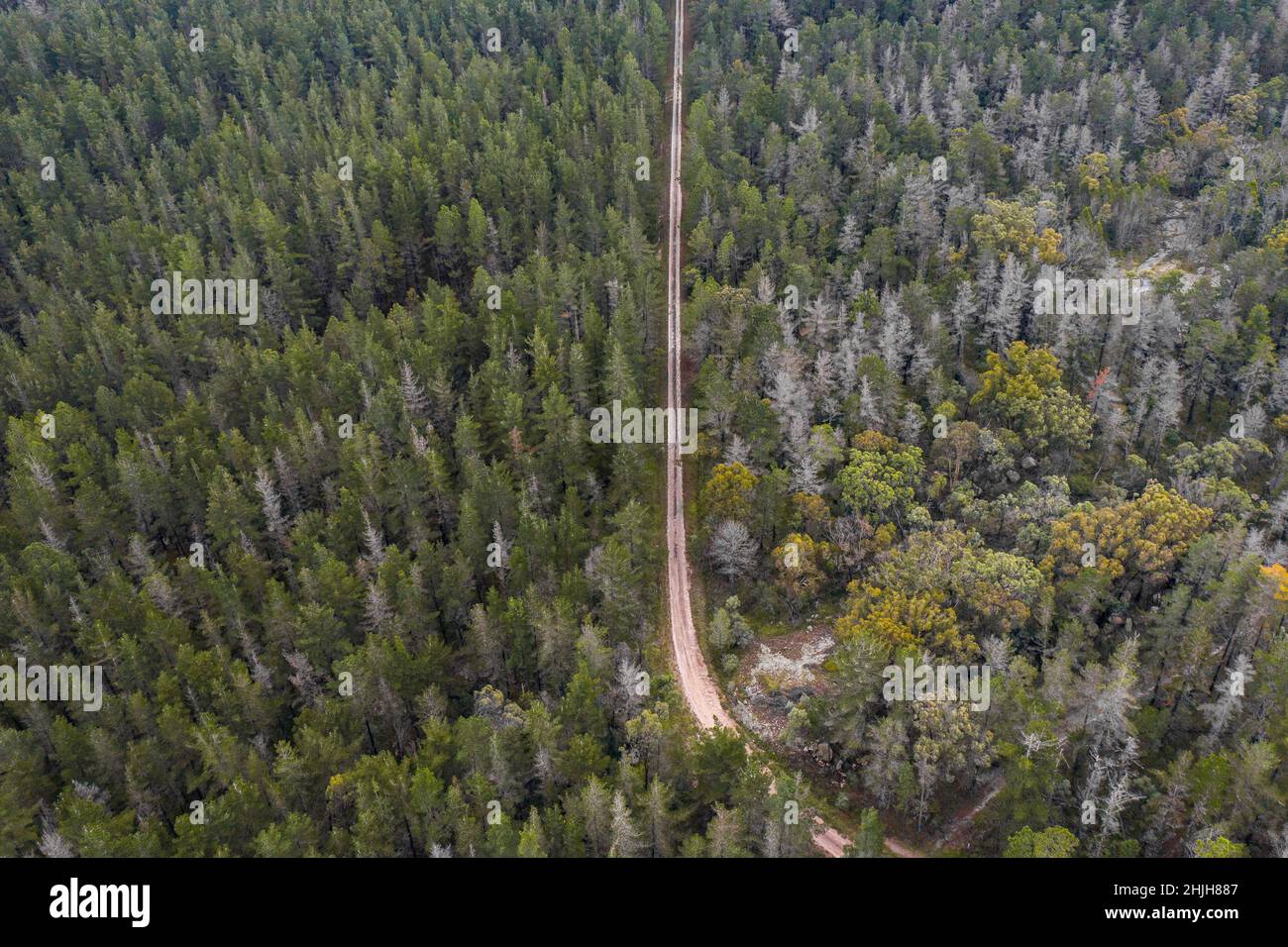 Beautiful aerial view of a country road in a forest. Stock Photo