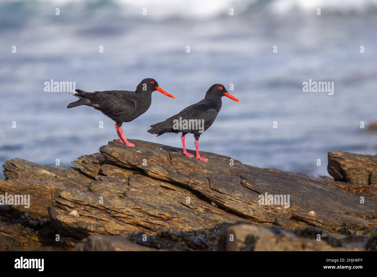 African Oystercatcher  Haematopus moquini Cape Agulhas, Western Cape District, South Africa 6 September 2018       Adult      Haematopodidae Stock Photo